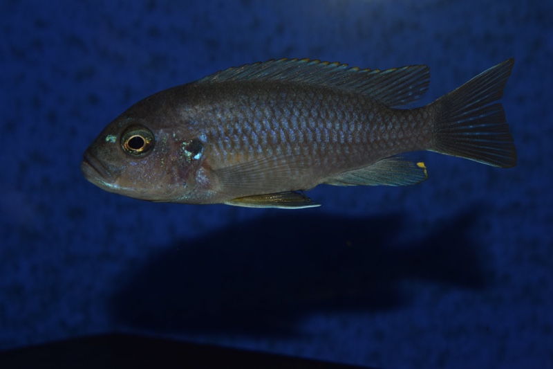 Cynotilapia zebroides 'Lupingu'